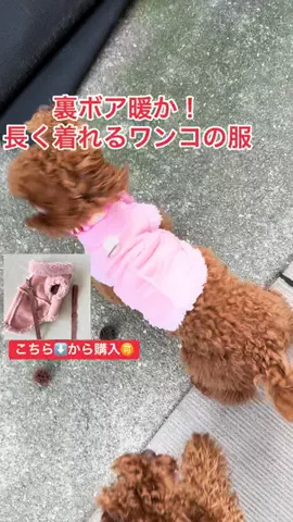 ちーちゃん🎀2匹のわんことハッピー人生のTikTok投稿