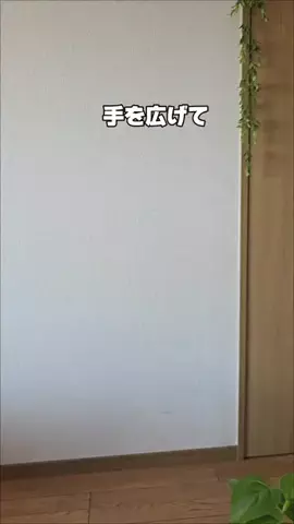 koara_lifehackのTikTok投稿
