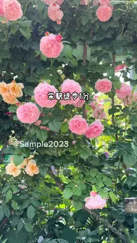 Sample2023のTikTok投稿