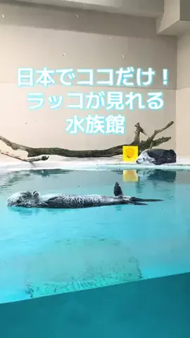ミカマイ📺元ADゆるっと取材🌈のTikTok投稿