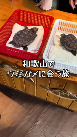 ミカマイ📺元ADゆるっと取材🌈のTikTok投稿