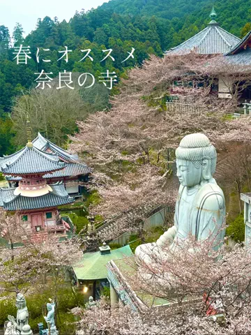 ミカマイ📺元ADゆるっと取材🌈のTikTok投稿