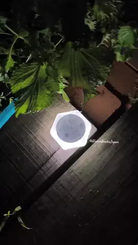 Alice in Inaka Japan🌻🐓🌿のTikTok投稿