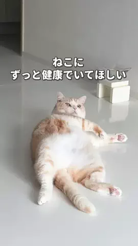 ねこある｜猫との暮らしあるあるのTikTok投稿