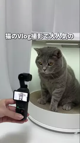 ねこある｜猫との暮らしあるあるのTikTok投稿