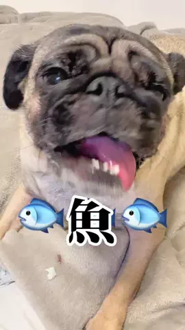 ぱぐち👅のTikTok投稿
