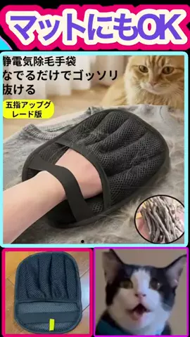 キラリンwithハチワレ猫🐈🐈のTikTok投稿