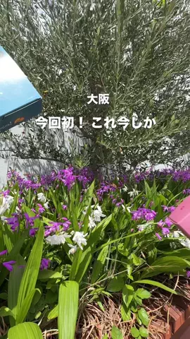 ゆるりこ 関西おでかけのTikTok投稿