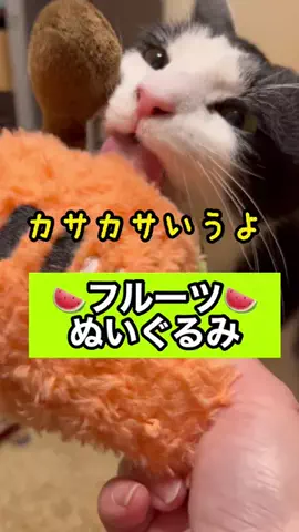 キラリンwithハチワレ猫🐈🐈のTikTok投稿
