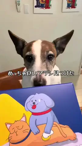 3匹のいぬのTikTok投稿