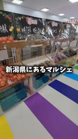 ゴマみつキャッチャー🍯のTikTok投稿