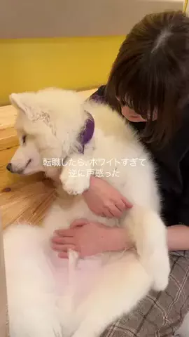 ゆみ｜新卒1年目で転職した女のTikTok投稿