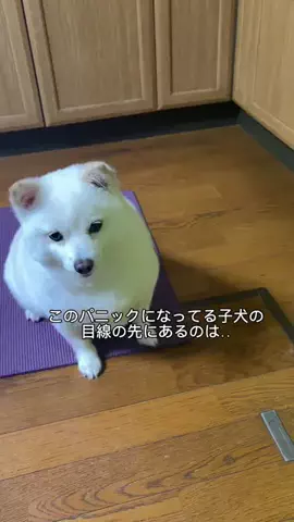 bellaver🐻‍❄️のTikTok投稿