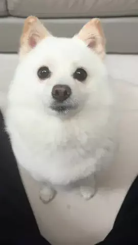 bellaver🐻‍❄️のTikTok投稿