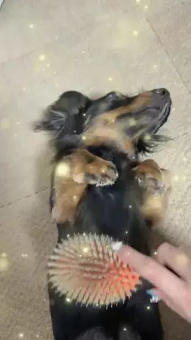 カニンヘンダックス🐾はろ選手のTikTok投稿