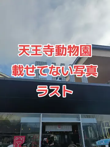 野良猫　イチくんとナナちゃんのTikTok投稿