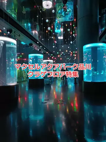 野良猫　イチくんとナナちゃんのTikTok投稿