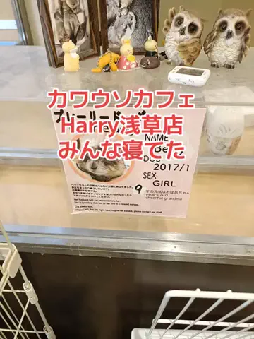 野良猫　イチくんとナナちゃんのTikTok投稿