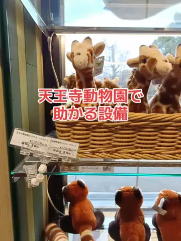 野良猫　イチくんとナナちゃんのTikTok投稿