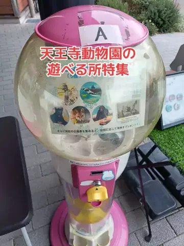 野良猫　イチくんとナナちゃんのTikTok投稿
