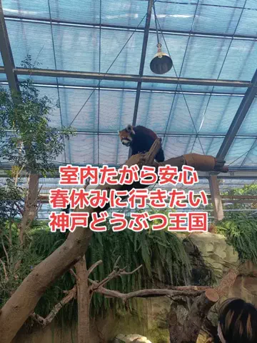野良猫　イチくんとナナちゃんのTikTok投稿