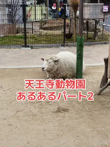 野良猫　イチくんとナナちゃんのTikTok投稿