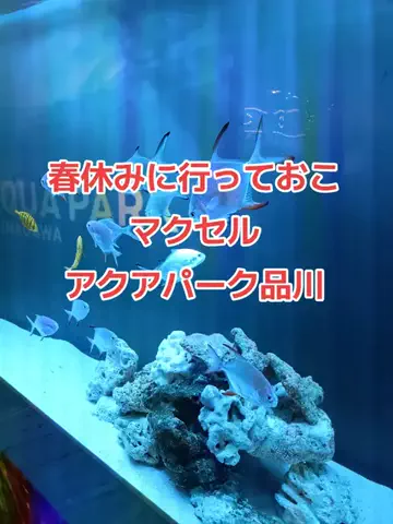野良猫　イチくんとナナちゃんのTikTok投稿