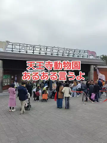 野良猫　イチくんとナナちゃんのTikTok投稿