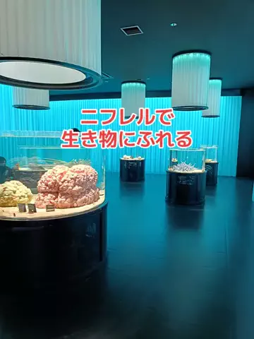 野良猫　イチくんとナナちゃんのTikTok投稿