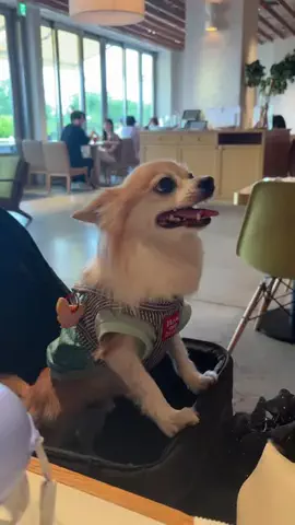 nom nom ( ノムノム ) 🐾のTikTok投稿