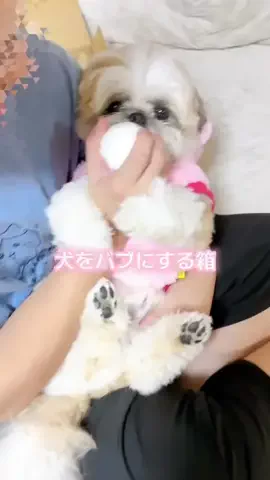 しんちゃん🐶カインズ強火ヲタの犬のTikTok投稿