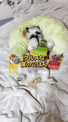 しんちゃん🐶カインズ強火ヲタの犬のTikTok投稿