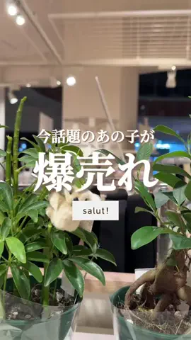 はるの𓊆 好きを見逃さない新作雑貨速報 𓊇のTikTok投稿