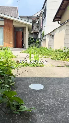 名前はこれから_バーニーズのTikTok投稿