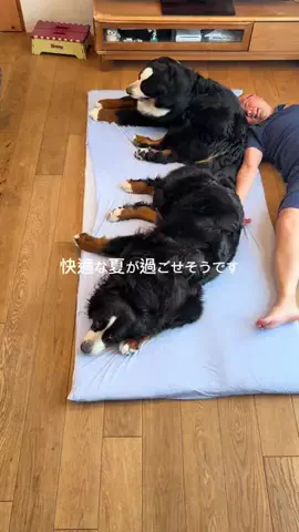 名前はこれから_バーニーズのTikTok投稿