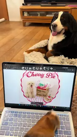 名前はこれから_バーニーズのTikTok投稿