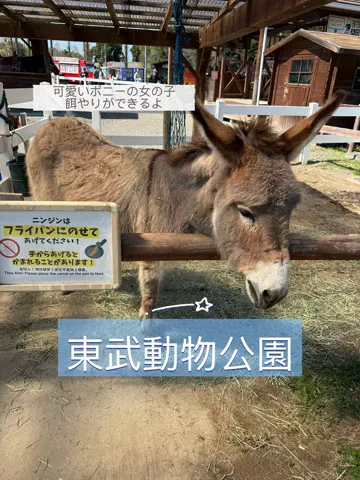 アイルのTikTok投稿