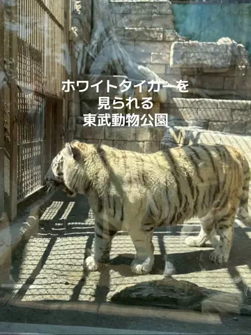 アイルのTikTok投稿