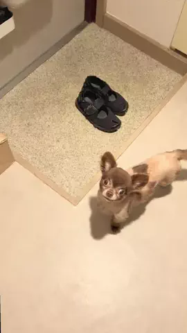 チワワのタオくんのTikTok投稿
