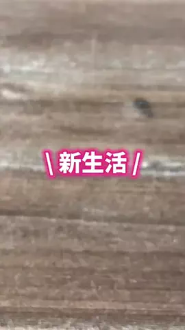 もえのTikTok投稿