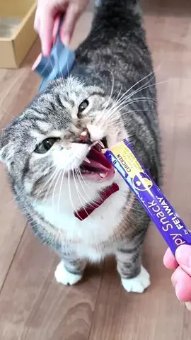 ねこぞー@猫のお役立ち情報のTikTok投稿