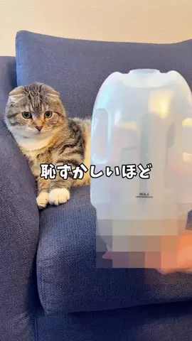 ねこぞー@猫のお役立ち情報のTikTok投稿