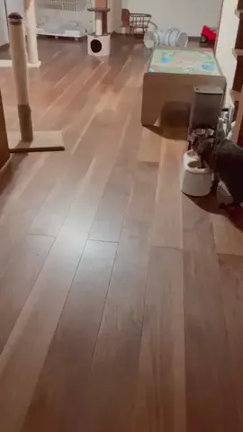 猫と古民家✤鍵しっぽのココアとラムのTikTok投稿