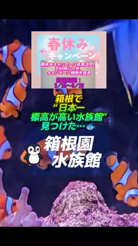 👑マルプー Binta｜ホテル旅🐻‍ 旅とご褒美🛍️のTikTok投稿