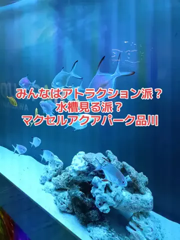 野良猫　イチくんとナナちゃんのTikTok投稿