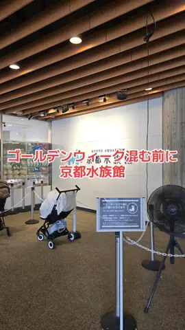 野良猫　イチくんとナナちゃんのTikTok投稿