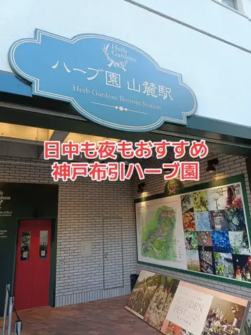 野良猫　イチくんとナナちゃんのTikTok投稿