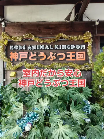 野良猫　イチくんとナナちゃんのTikTok投稿