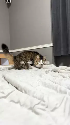 ほたてくんのTikTok投稿