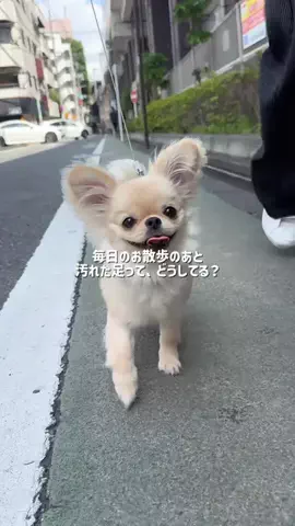 _uni_toroのTikTok投稿